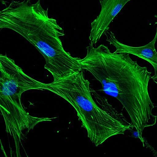 R_50011_IMM_DAPI_cells_02.jpg